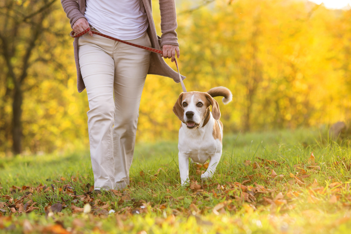 Dog friendly walking routes Rochester.