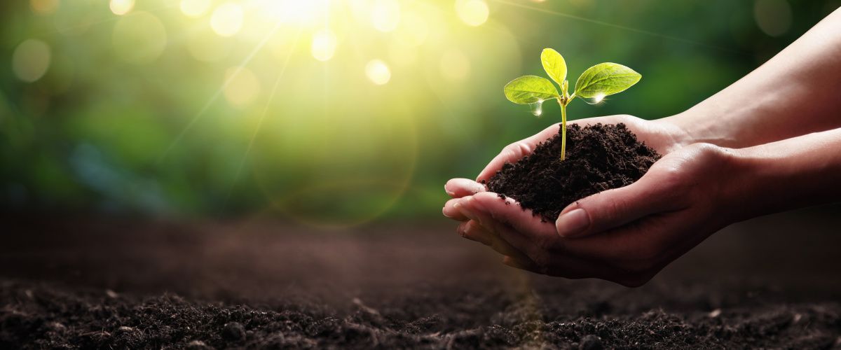Rochester sustainability