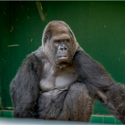 Port Lympne Wild Animal & Safari Park