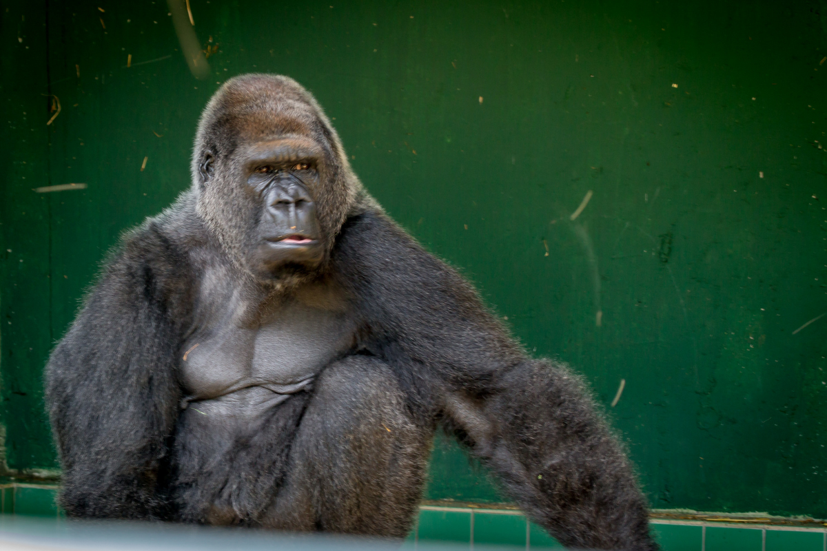 Port Lympne Wild Animal & Safari Park.